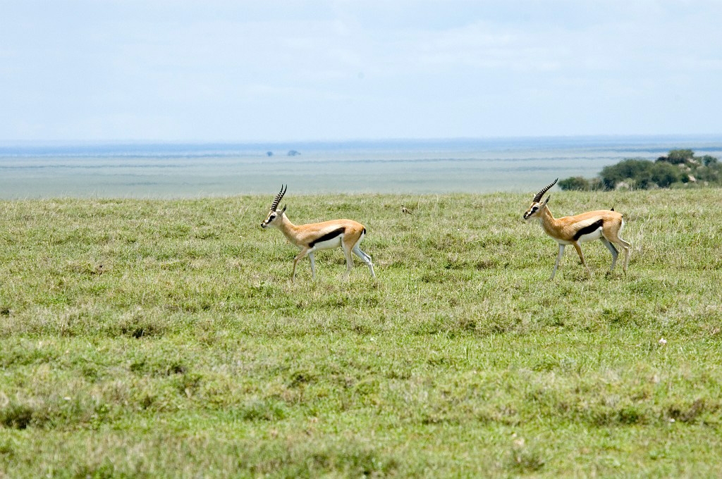 Serengeti Kop Thomson Gazelle00.jpg - Thompson’s Gazelle (Gazella rufifrons), Tanzania March 2006